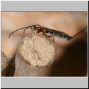 Perithous speculator - Schlupfwespe 01a 10mm.jpg